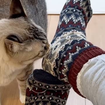 ３匹のネコに『靴下の匂い』を嗅がせてみると…三者三様のリアクションが面白すぎると反響「拒絶するような回避ｗ」「悶絶フレーメンｗ」