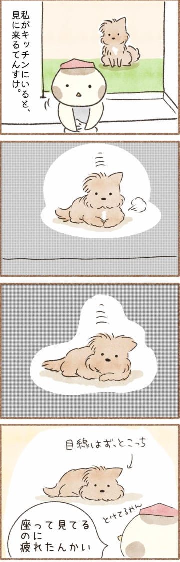 筋力の問題、それとも気力？　秒で崩れる「おすわり嫌い」｜連載「こぐま犬てんすけ」vol.301