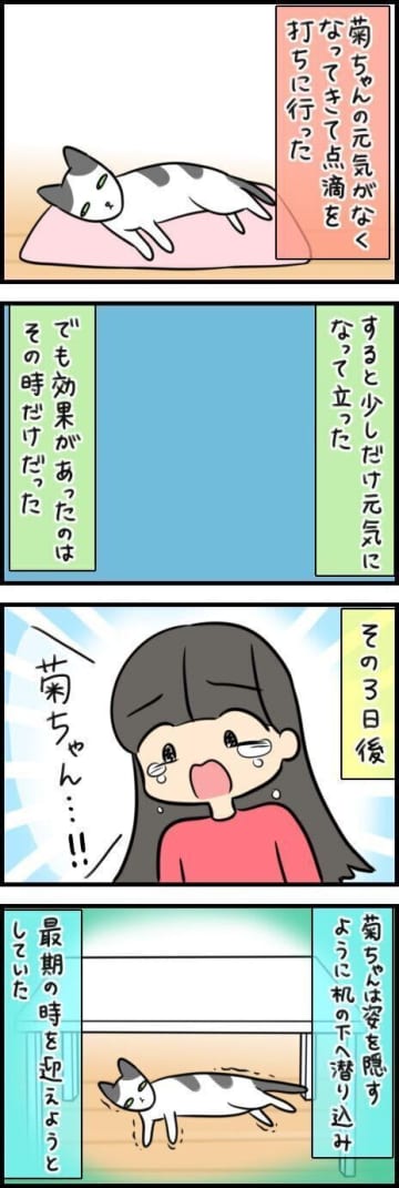 「うちに来てよかった？」一瞬の光と、看取る手に残ったぬくもり【連載】もふもふスコたん#363