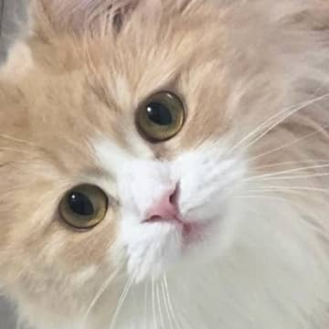 猫に『ごはんだよ！』と声をかけると…たまらなく可愛いリアクションに２万いいね「めっちゃ良い」「キュンときた」とSNSで反響