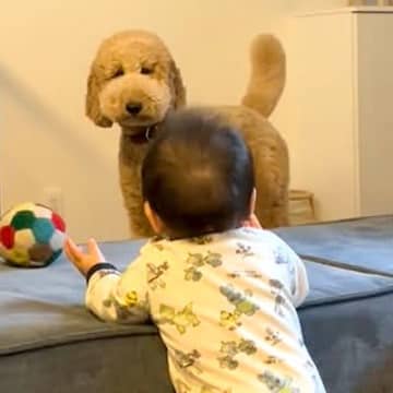 つかまり立ちする赤ちゃん→近くで見ていた大型犬が…まるで『本当のお姉ちゃんのような行動』が12万再生「中に人が入ってる」「ほのぼの」