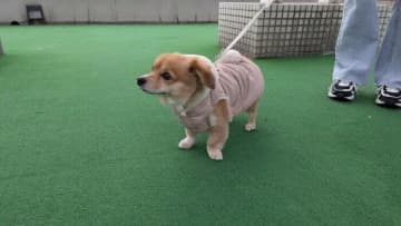 『カラー（首輪）／ハーネス（胴輪）どっちを使ってる？』いぬのきもち読者さんに聞いたコメントも紹介