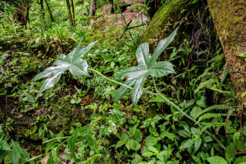 中国・貴州省で新種植物「習水八角蓮」発見　個体数わずか200株