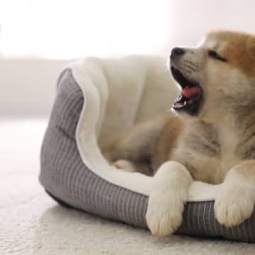 犬の睡眠中に考えられるリスク4つ　具体的な危険性や必ずチェックすべきことまで