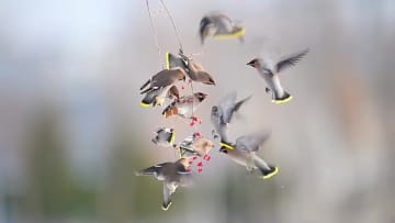 「冬の宴」を楽しむキレンジャク　中国・新疆伊寧市