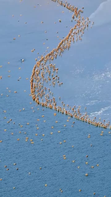 ウラド草原にアカツクシガモの大群が飛来　中国内モンゴル自治区　