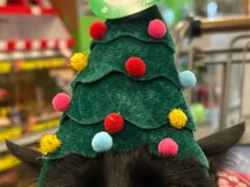 「仕返しを企んでる」「今すぐチュ～ルをあげて！」　クリスマスの帽子を被った猫の『表情』が…？