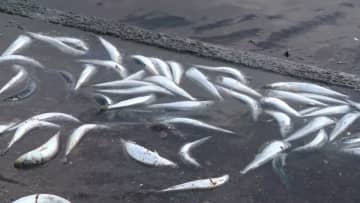 【なぜ？イワシと養殖魚が大量死】海の『いけす』でホッケ約2000匹が全滅―流入した大量のイワシで酸欠か〈トラウトサーモンが全滅した漁港も〉地元の人は「イルカに追いかけられたのかな」＜北海道松前町＞