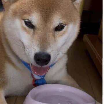 愛犬の“いいオシッコ”をつくるためのポイントと健康管理法とは