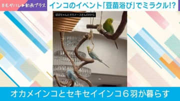 ミラクル!? 「豆苗浴び」をするインコたちの姿に飼い主思わず「100羽乗っても大丈夫」!?