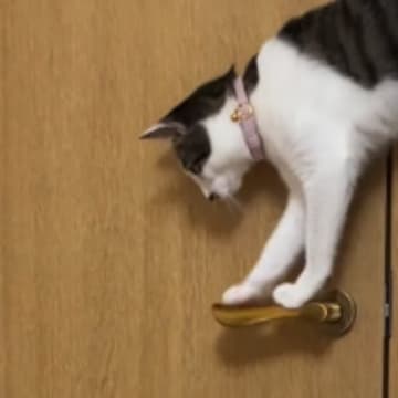 なぜかドアが開いて『部屋から出てくる子猫』→不思議に思っていたら…『衝撃の瞬間』が216万再生「連携プレイｗ」「えーすごい」と絶賛