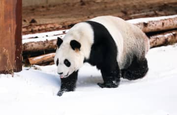 雪の動物園でパンダが元気いっぱい　中国・瀋陽市