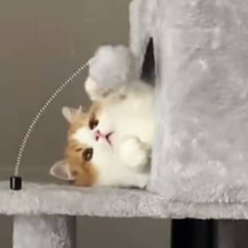 お気に入りのおもちゃで遊びまくった猫→先に付いていた『ボンボン』が取れた結果…『切なすぎる光景』に「つけてあげてｗ」「想像以上で笑った」