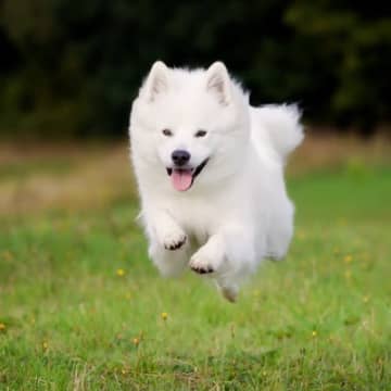 真っ白でモフモフな犬種5選　可愛すぎる特徴やお世話の注意点まで解説