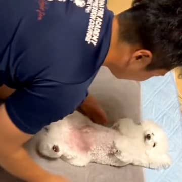 『生まれてくる赤ちゃんのための練習』をするパパと犬→まさかの『赤ちゃん役が上手すぎる光景』が477万再生「されるがままｗ」「いい子すぎ」