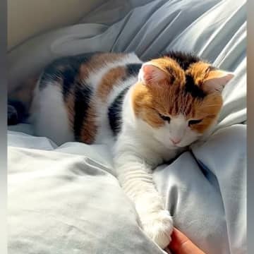 布団で寝ている三毛猫→前足をナデナデした結果…起きるかと思いきや、予想以上に『尊い行動』が16万再生「一生幸せでいろ…」「天使のクリームパン」