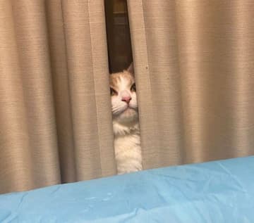 カーテンの陰からおもちゃを狙う猫　“隠れてるつもり”だけれどバレバレな姿が可愛い！