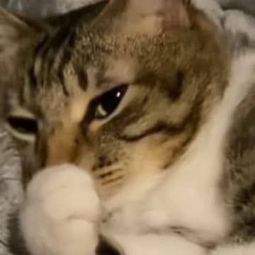 気持ちよさそうに寝ていた猫と『終電ごっこ』してみた結果…完璧すぎるリアクションが112万再生「いいタイミングでｗ」「猫専用車両？ｗ」