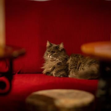 飼い主夫婦とともに120軒の酒場を訪れ、人気者になった猫　ときには「入店禁止命令」を受けたことも…　英国