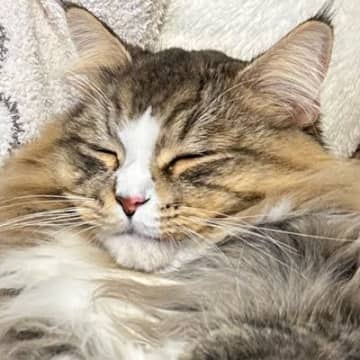 ソファでくつろいでいた5歳の女の子→大きな猫が体を預けて…幸せいっぱいな『尊い瞬間』に癒される人が続出「なんちゅう愛おしさ」「最高」