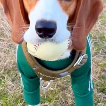 ボール遊びを楽しむ犬→帰る時間なので『おしまい』と告げると…わかりやす過ぎる『絶望』が166万再生「悲しみ溢れてる」「しっぽがｗ」