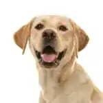 筑波大学附属病院　全国の国立大病院初のファシリティドッグ導入へ