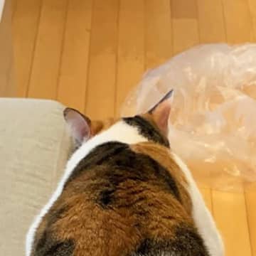 『あんた、本当に猫なのかい？ｗ』→ソファでくつろぐ猫を見たら…「モノレールかなｗ」「独特なくつろぎ方ｗ」驚きの光景に２万いいね