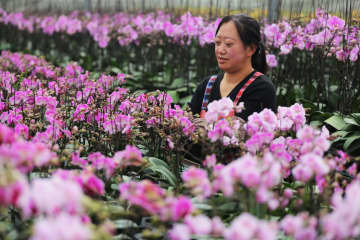 中国各地で年末恒例の花の販売ピーク