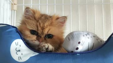 数十万の治療費に米より高い療養食「でも迎えて幸せ」心を閉ざした“シャーシャー猫”が抱っこのぬくもりを知るまで