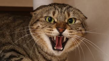 「懐かなくてもこの子を幸せに…」シャーシャー猫と“最強の飼い主”の運命の出会い。譲渡会の“顔”にもようやく春が…