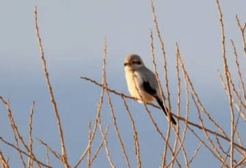 冬の水鳥を観察しよう！野洲市・家棟川ビオトープで自然体験イベント！野草の天ぷら持ち帰りも！【1月25日/先着30名】