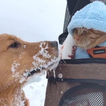 大型犬と猫を『雪国のドッグラン』に連れて行った結果…まさかの『温度差が激しい光景』が10万再生「雪玉すごっｗ」「犬は喜び庭駆け回り…」