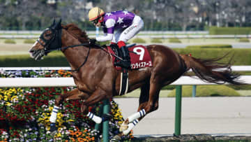 有馬記念、注目馬サンライズアースが無念の回避　相次ぐ欠場にファン困惑「回避多すぎる」「どうなっとんや今年の有馬」