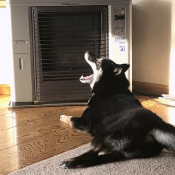 脱水や誤食に注意！　冬に気をつけたい犬の泌尿器系・消化器系の病気と予防ポイントを解説