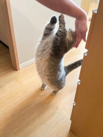 飼い主さんの帰宅を喜ぶミヌエットの心理とは？獣医師に聞いた！