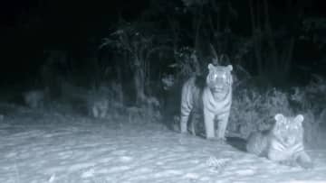 中国・東北虎豹国家公園、野生アムールトラの「家族ショット」撮影