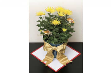 切り花より花が長持ちする！【ポットマム】のお正月風・飾り方アイデア