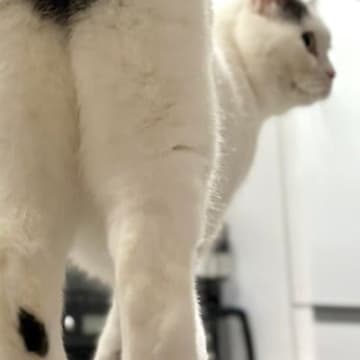 ネコを後ろから撮影→『おしり』を見てみると……『可愛すぎる模様』に１万いいね「大きくて綺麗」「ハッピーな1日を送れそうｗ」と反響