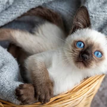 『ポイントカラー』を持っている猫種3選　それぞれの魅力からルーツまでご紹介