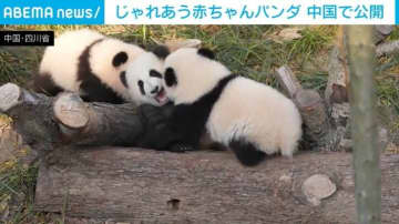 じゃれあう3頭の赤ちゃんパンダ 世界的にも有名なパンダの研究施設が映像公開 中国