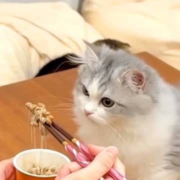 初めて納豆を目にした子ネコ→匂いにびっくりしたかと思いきや…予想外な『まさかの展開』が話題「納豆の味を覚えたね」「適応能力すごい」