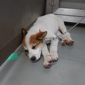 「このコは大きくなるよ」山で保護された子犬を迎えて5年　22kgまで成長した現在は“抜群の癒やし効果”で家族を幸せにする存在に