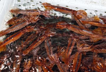 太平洋スルメイカ、2.6倍に　25年漁期、黒潮「大蛇行」終息