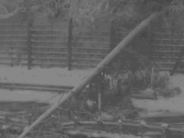 【国道9号】八井谷峠 養父市内で倒木 一部通行止め解除（26日18:35現在）