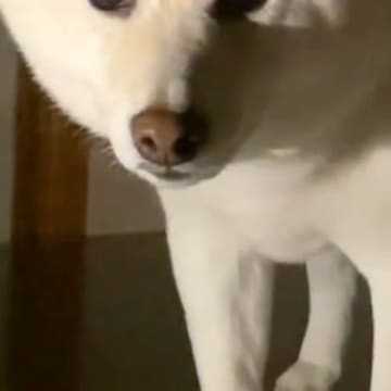 深夜の2時、物音がしたのでふと見てみたら犬が…思わず笑ってしまう『まさかの状況』が40万再生「表情たまらんｗｗ」「どうしてそうなった」