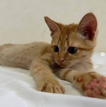 先住猫の“相棒”として迎えた保護子猫→家族みんなに溺愛され、甘えん坊で自由奔放な“末っ子キャラ”に成長！