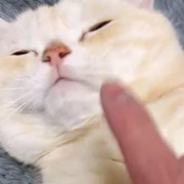 お腹のあたりをゆらゆらと揺らされる猫→『顔を触られそうになった』次の瞬間…笑ってしまう展開に２万いいね「鉄壁ｗ」「きゃわいいｗ」