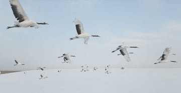 黒竜江省チチハルの雪原で美しく舞うタンチョウ―中国