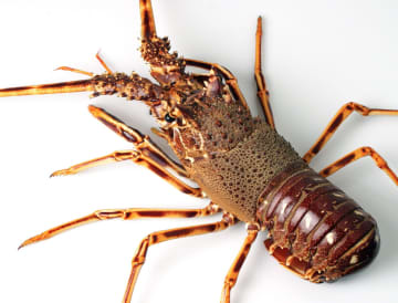 ロブスター、生きたままゆでるの禁止へ “苦痛感じる”  虫や植物などの扱いにネットでコメント殺到「植物にも痛覚があるらしいけど、どうすんのかな」「これを言い出したらもう生命あるものは食えんとかなってきそうだ」