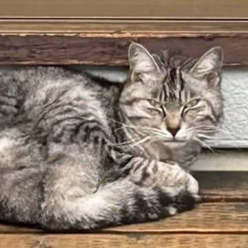 春に現れ、庭に居座るようになった『ボロボロの野良猫』……秋になると？→『まさかの展開』が400万表示の反響「猫界にはクチコミがある」
